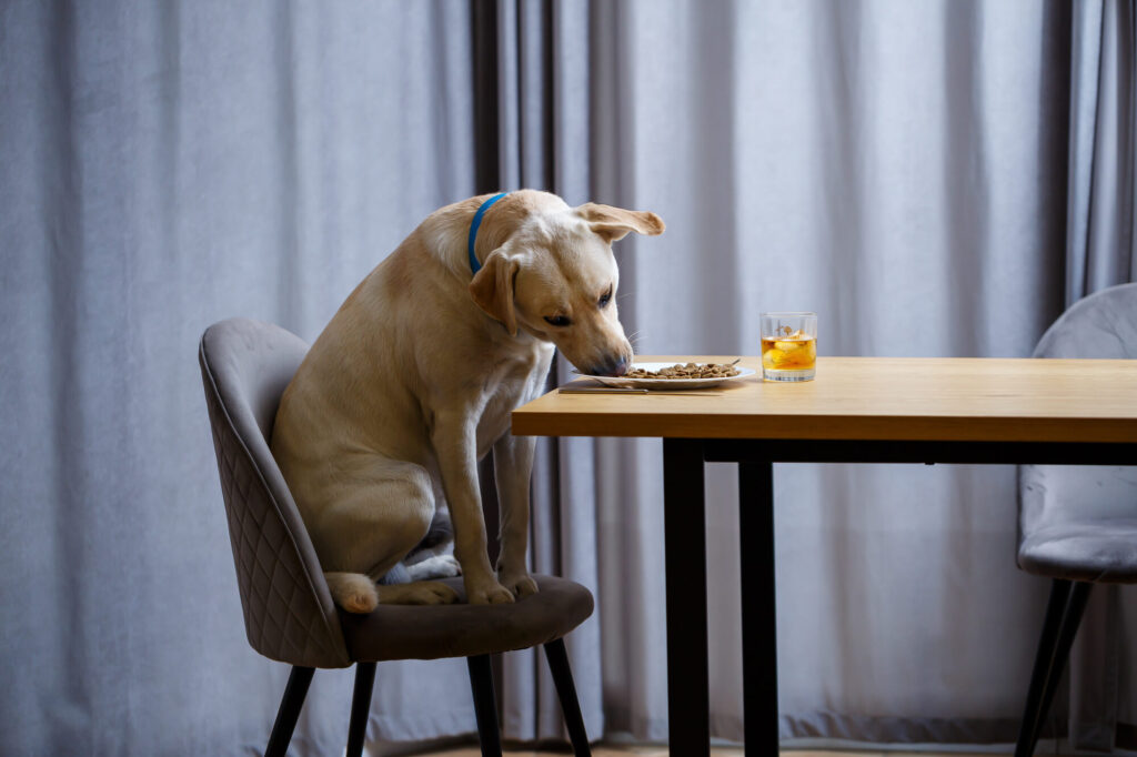 Chien clair assis sur une chaise, le museau dans une assiette posée sur la table de la salle à manger