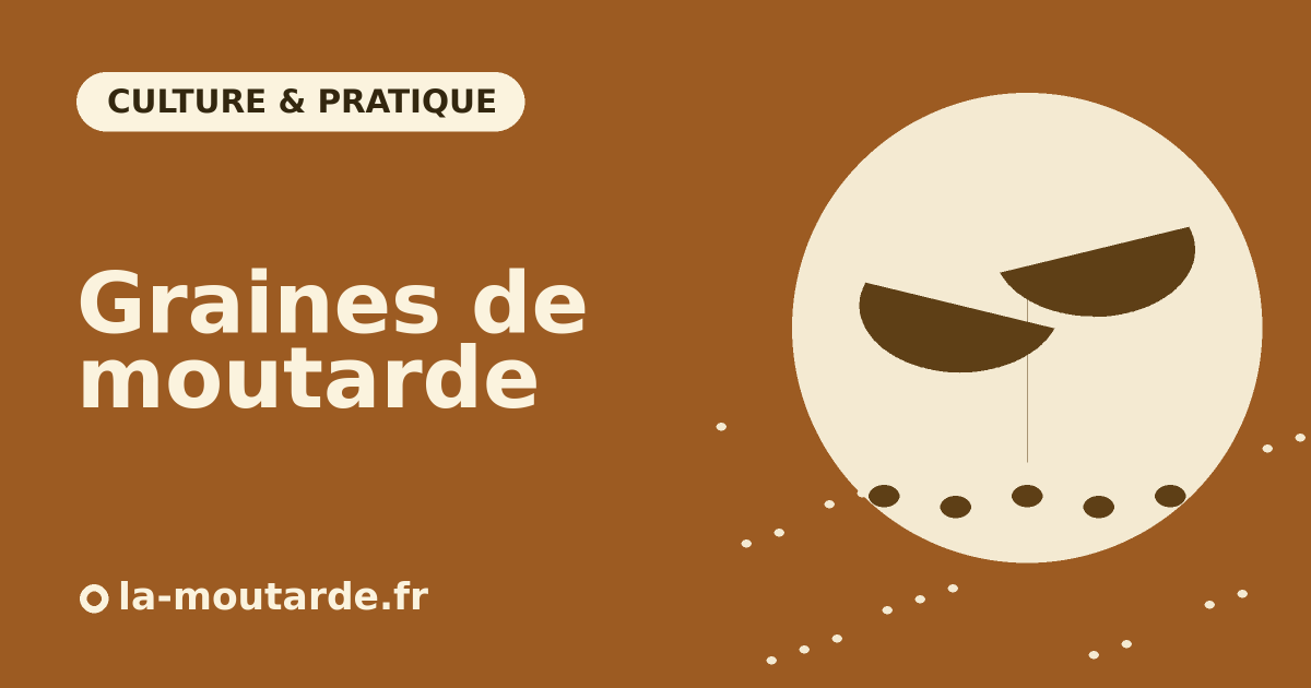 Graines de moutarde et jeune pousse - illustration la-moutarde.fr